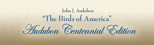Audubon Centennial Edition – The Birds of America